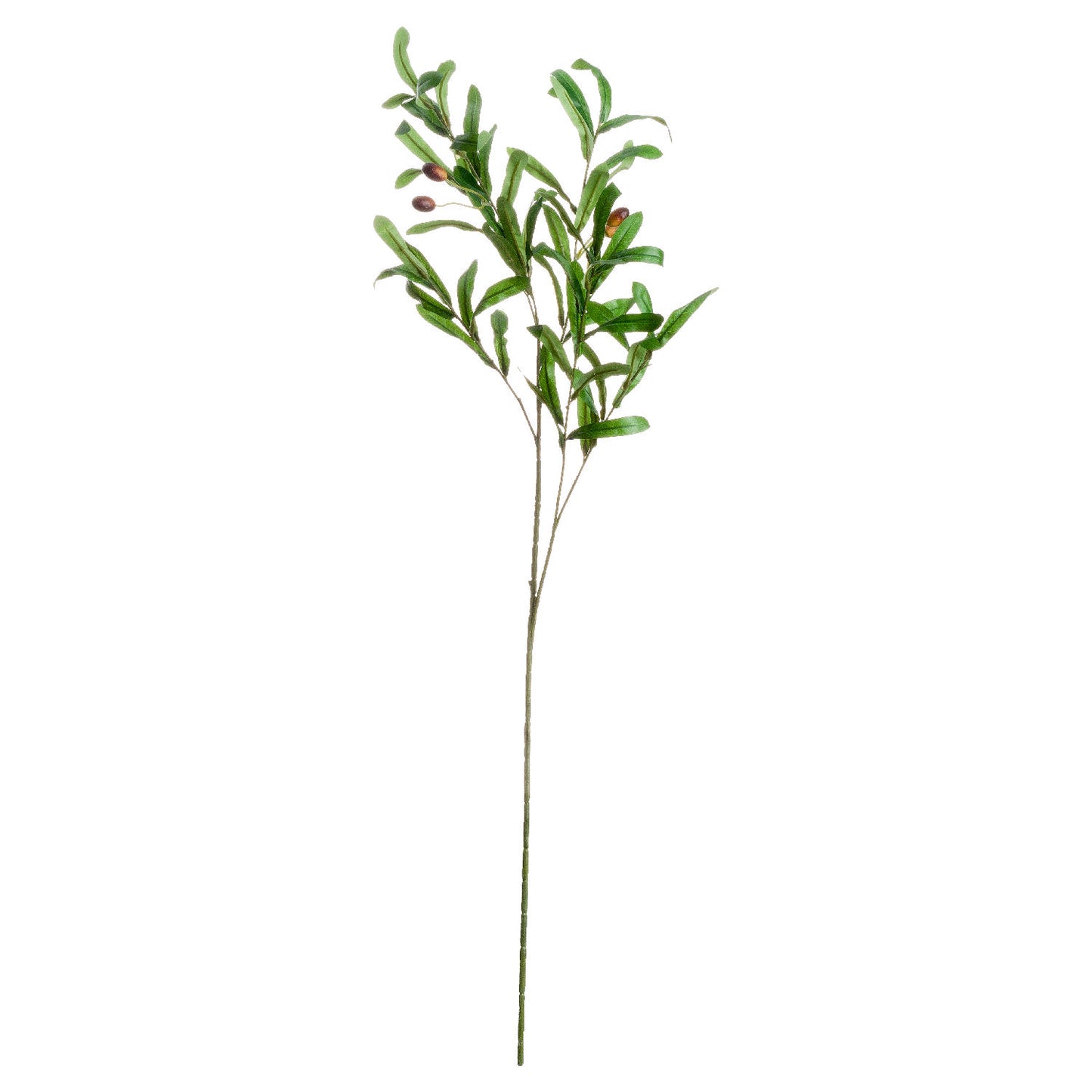 Olive Branch-Per Stem